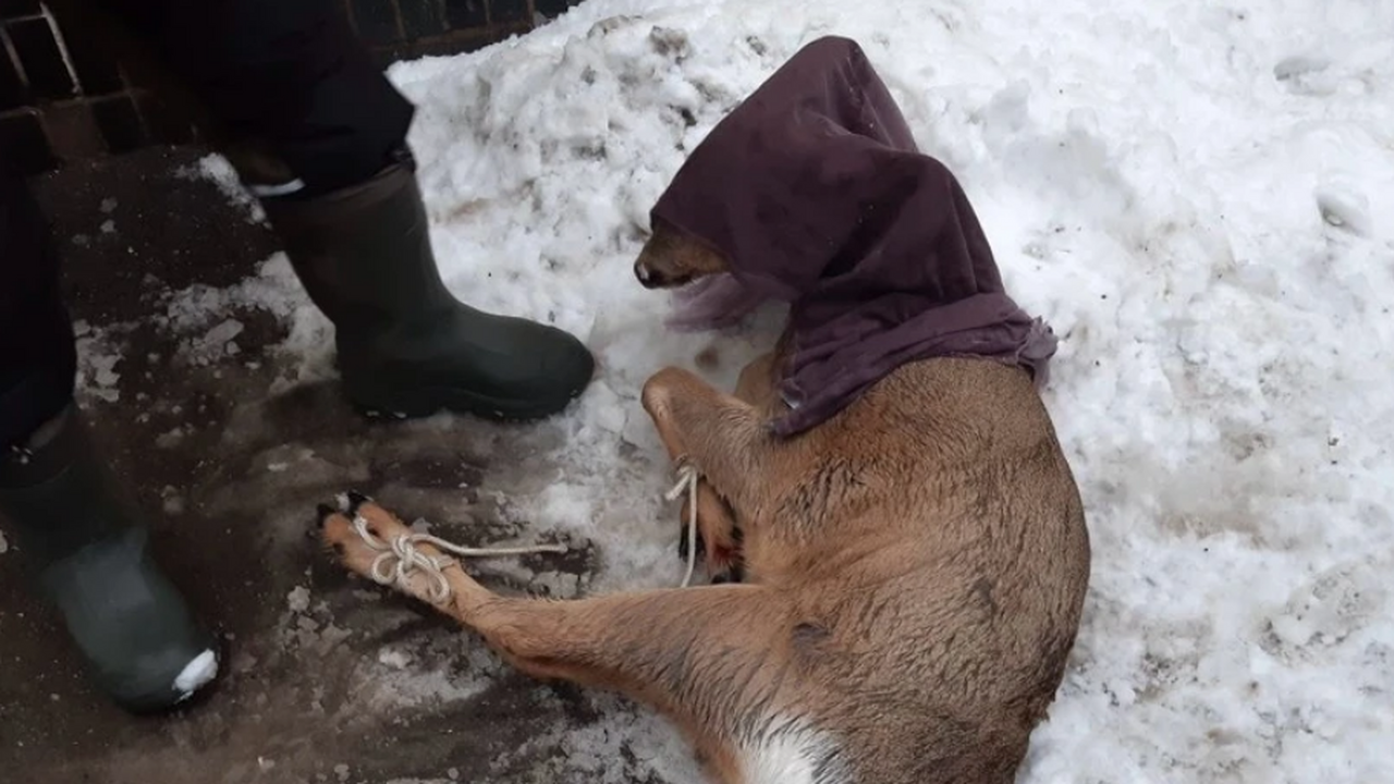 В Самару 2 января забежала косуля. Об этом сраз...