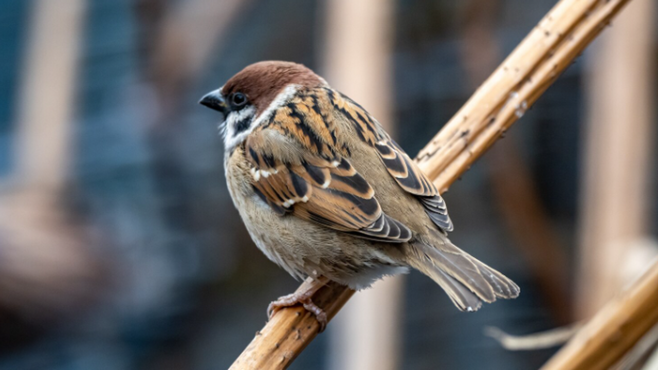 В Самаре завершились результаты Всероссийской п...