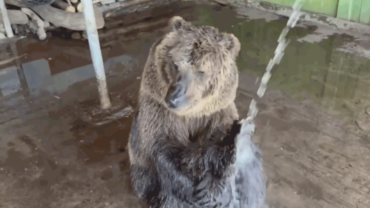 Бурый медведь по кличке Умка, содержащийся в Са...