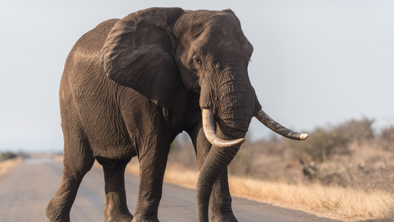 Прошло исследование: социальные млекопитающие реже болеют раком, чем одиночки Рак — одно из самых распространённых заболевани...