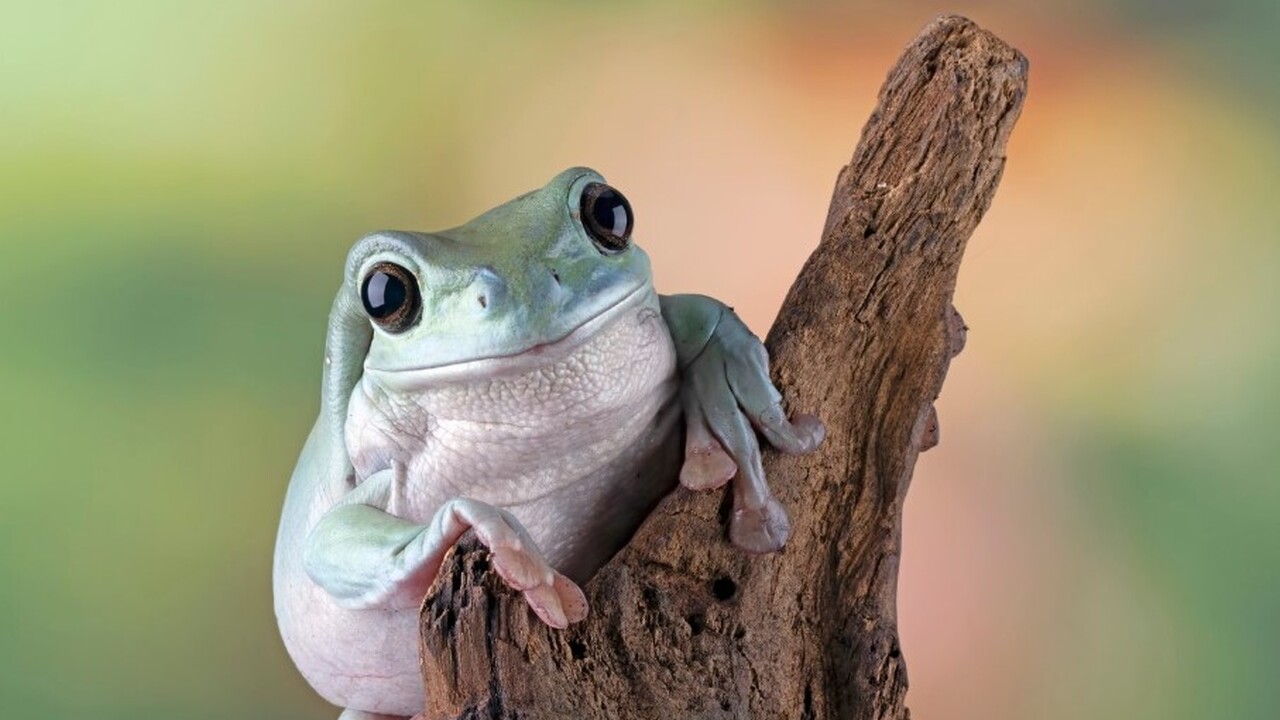 Герпетологи провели масштабную переоценку таксо...