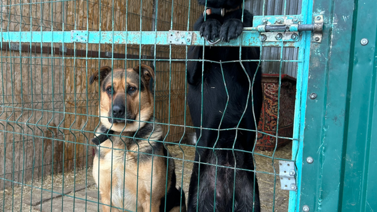 В Самаре хотят потратить более 36 млн на отлов и содержание бездомных животных В областном центре объявлен тендер на выполнени...