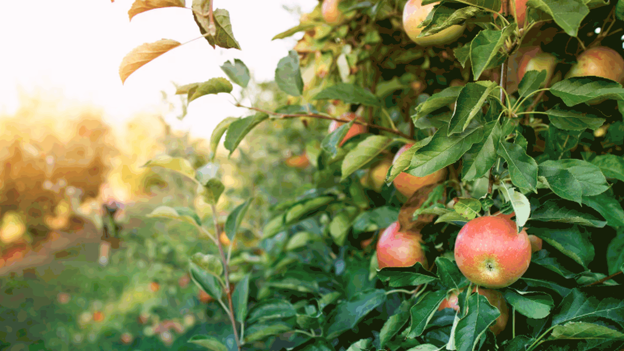 Яблоки, которые мы покупаем в магазинах, являют...