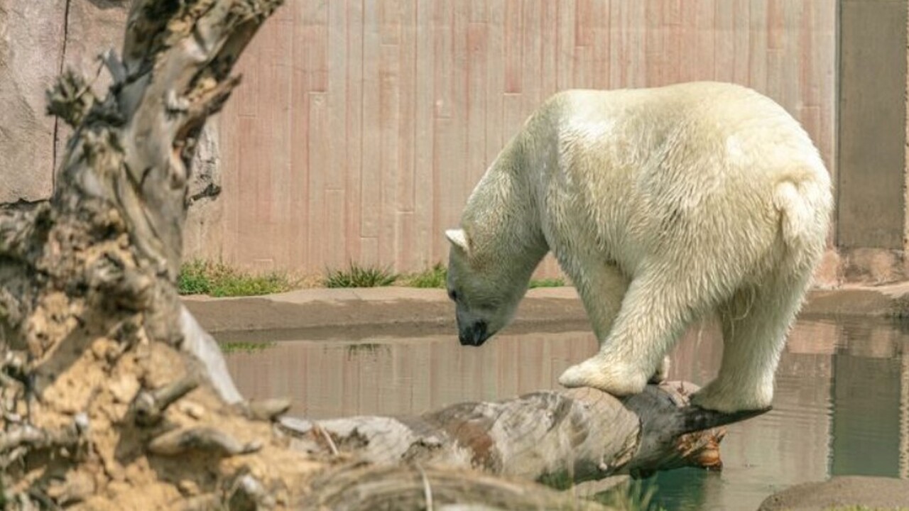 В Самарском зоопарке медведь по имени Умка впервые попробовал мандарины В самарском зоопарке произошло значимое событие...