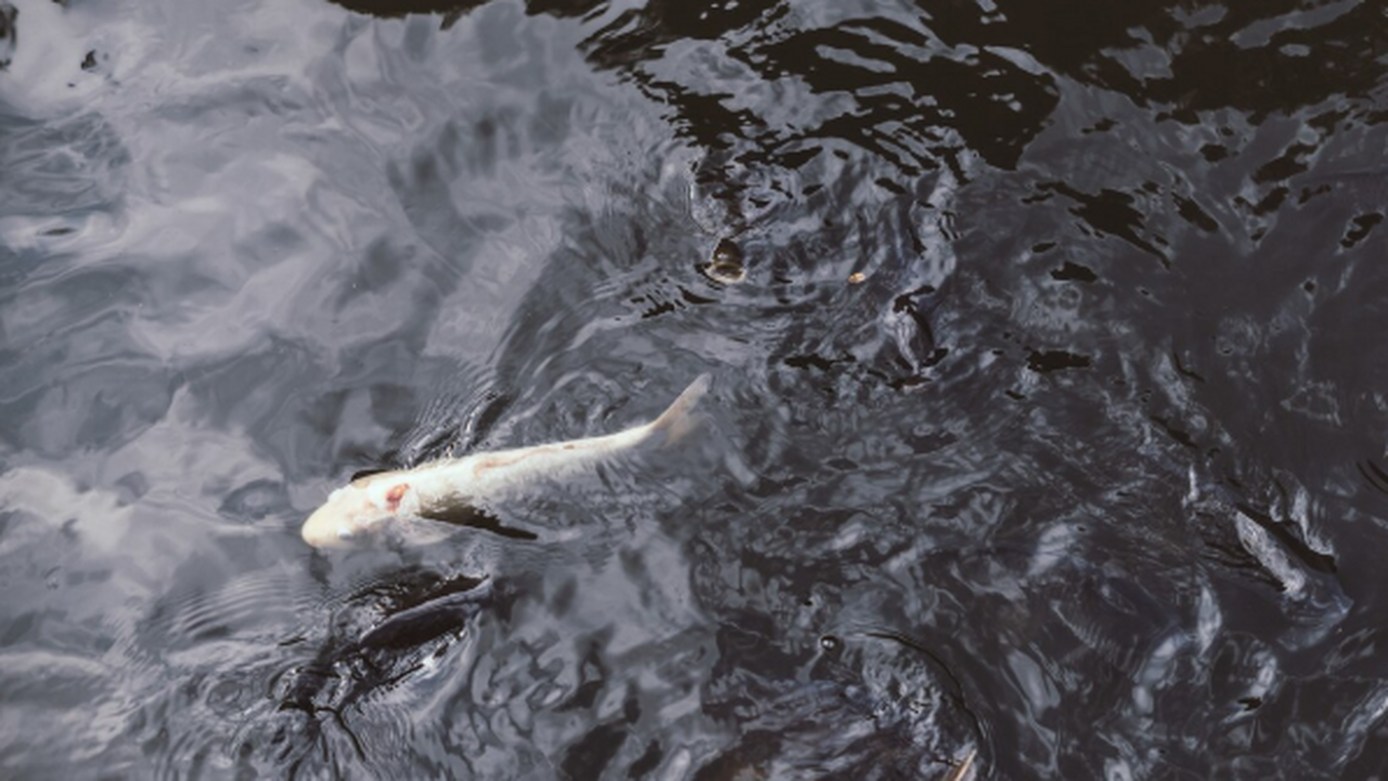 В городе Самаре местные жители обратили внимани...