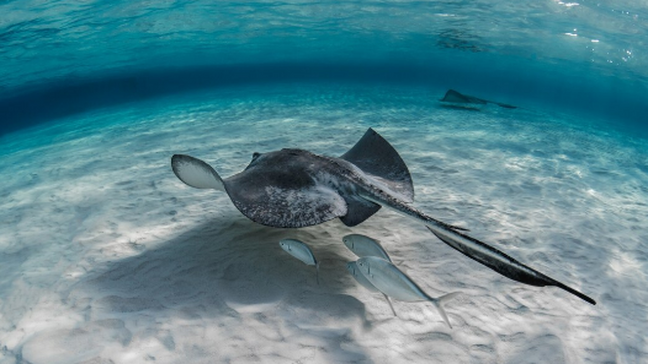Журнал Current Biology опубликовал исследование...