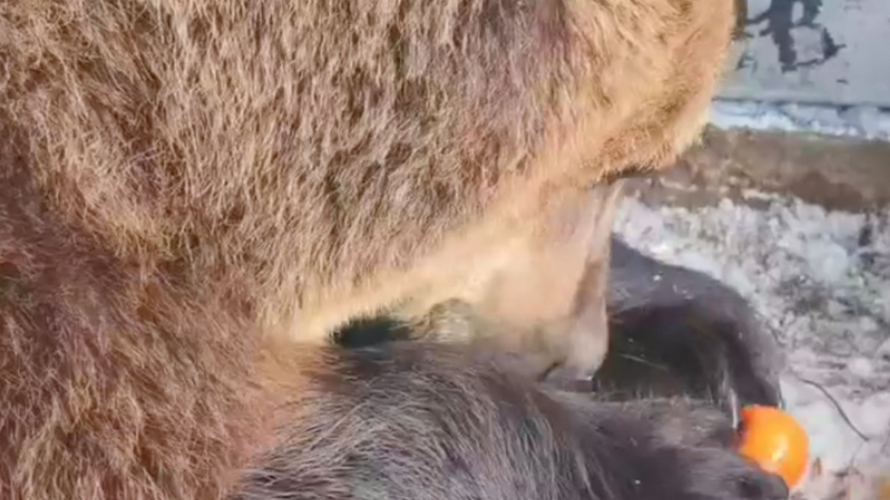 Попробовал и не смог остановиться: медведь из самарского зоопарка начал есть совсем другую еду — это сняли на фото В Самарском зоопарке зафиксирован уникальный сл...