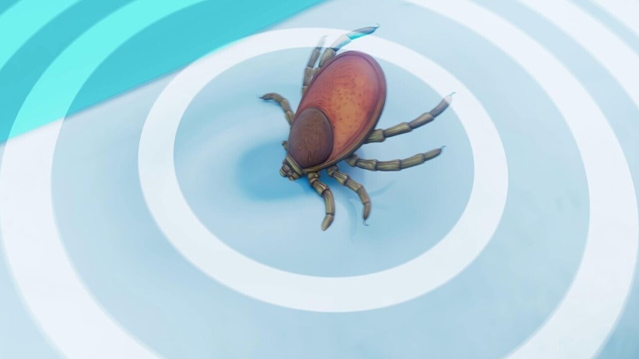 Rickettsia finnyi: клещевой вирус угрожает владельцам питомцев – что делать В Соединённых Штатах Америки ветеринарными спец...