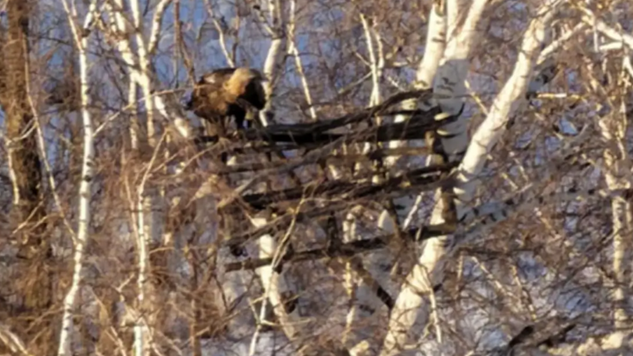 В Самарской области зафиксировано возвращение и...