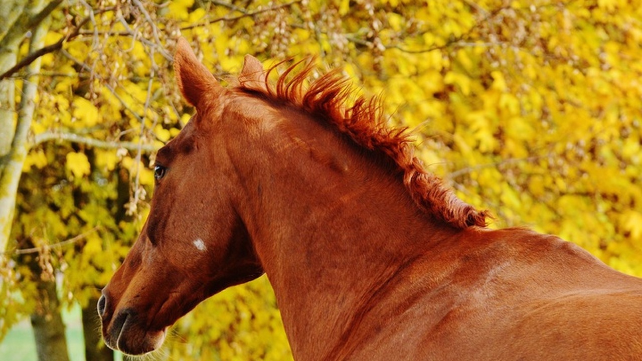 Огненная Лошадь одарит Любовью: с 20 октября эти знаки Зодиака обретут неземное счастье — по греческому гороскопу Боги Олимпа услышали мольбы людей. Те, кто под ...