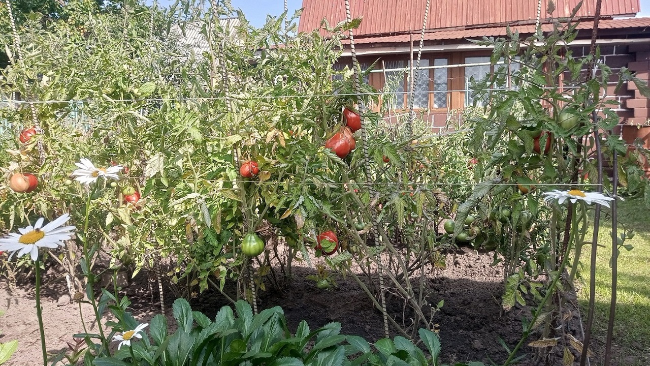 Опытные садоводы уже начинают закупать семена р...