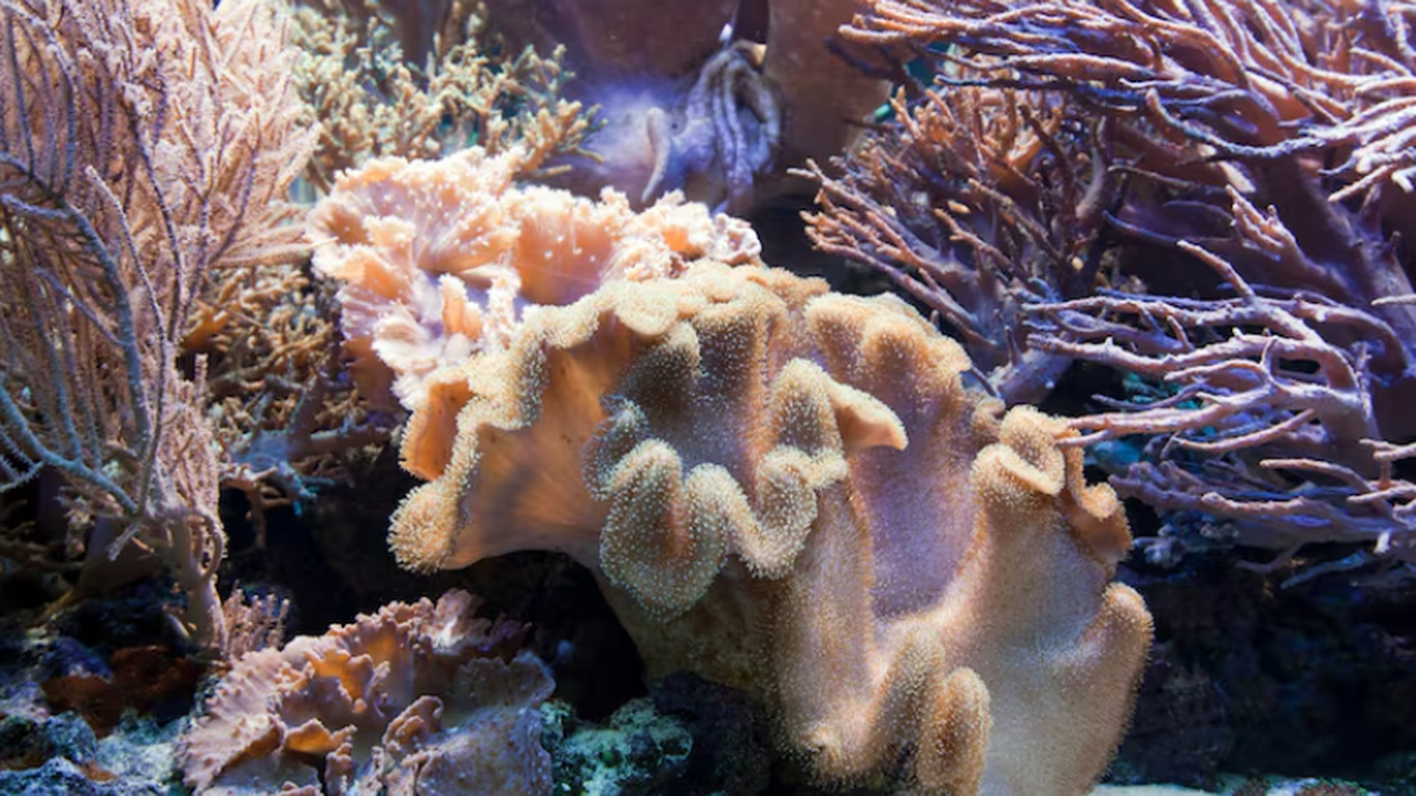 Учёные: Земля прошла точку невозврата – коралловые рифы находятся под угрозой Международная группа исследователей выпустила о...