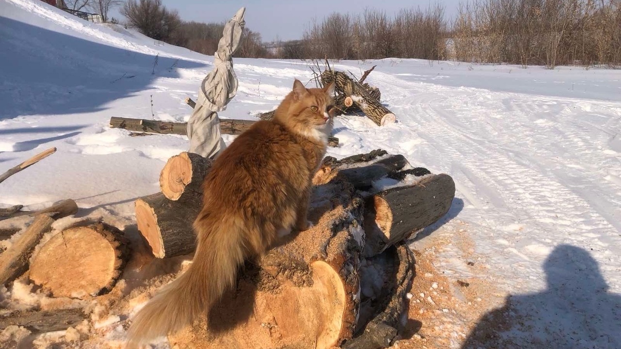 В Самаре в ближайшие дни установится идеальная ...