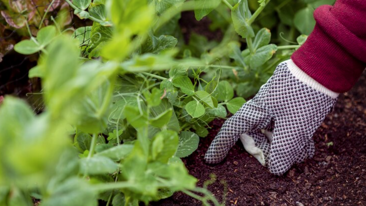 Тёплый апрель 2026 обманывает садоводов, застав...