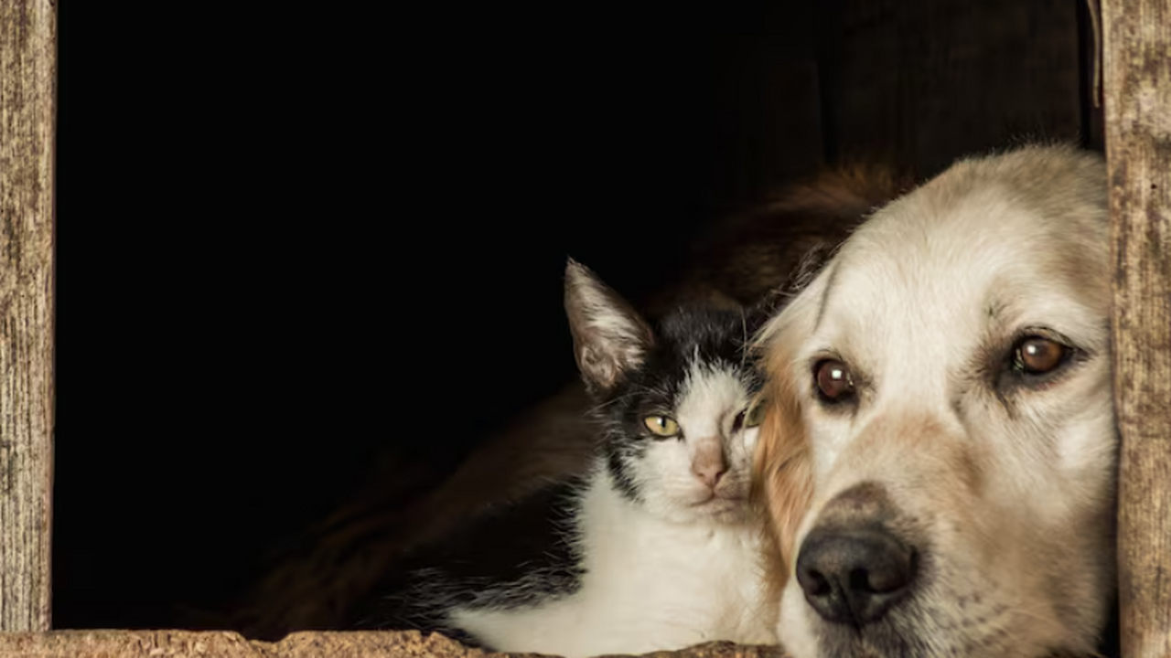 В Самарской области обсуждают штрафы за кормление бездомных животных С 30 октября 2025 года в Самарской области всту...