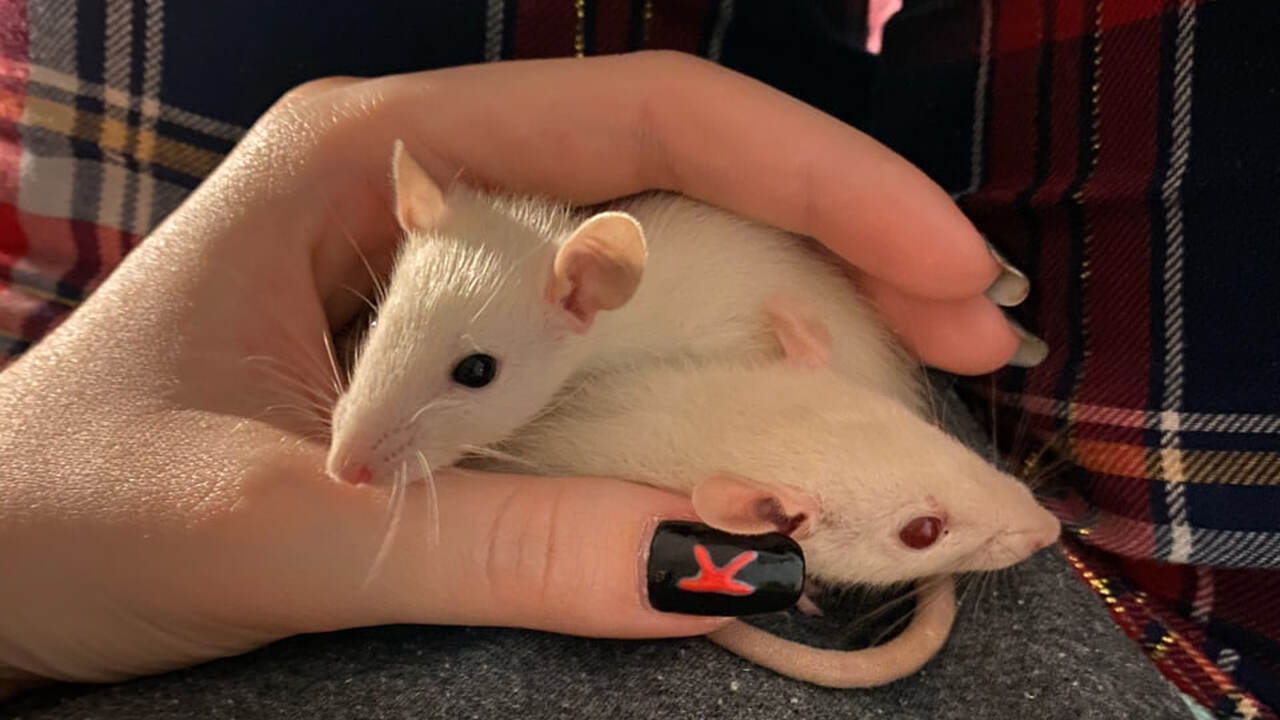 Мыши и музыка: как звуковое воздействие формирует мозг самцов и самок В рамках новейшего исследования, проведённого в...