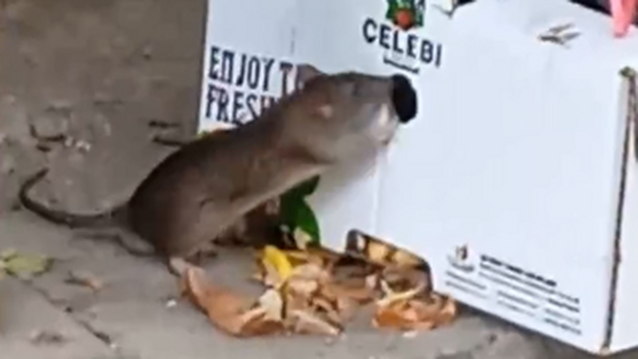 Детей больше не посылают выбрасывать мусор: контейнерная площадка на проспекте Карла Маркса в Самаре превратилась в оплот крысиной стаи В Самаре жильцы дома №130 по проспекту Карла Ма...