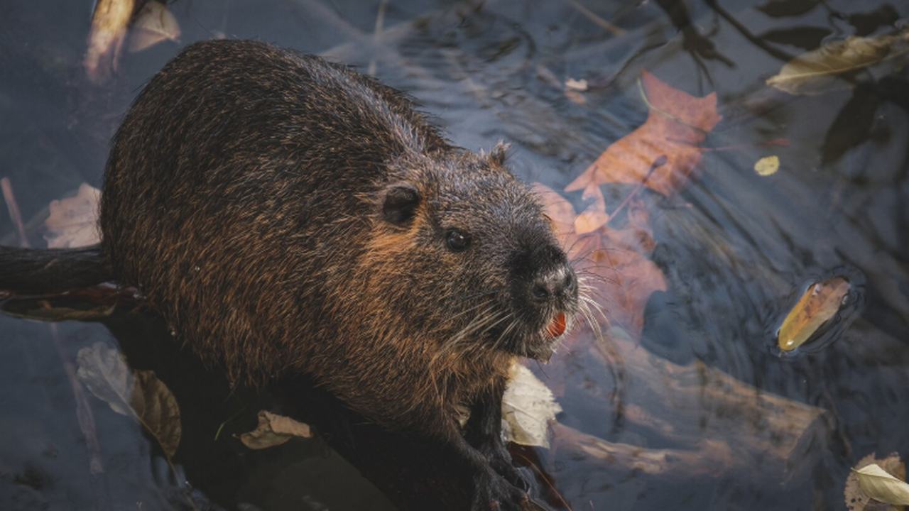 Стала известна численность завезенных североамериканских бобров в РФ В Российской Федерации насчитывается около 800 ...