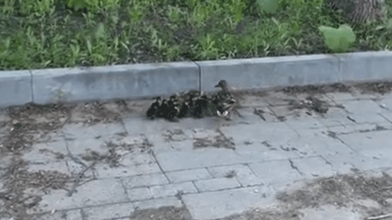 Самарский блогер снял на видео всю утиную семью на прогулке В городе Самаре был зафиксирован и опубликован ...