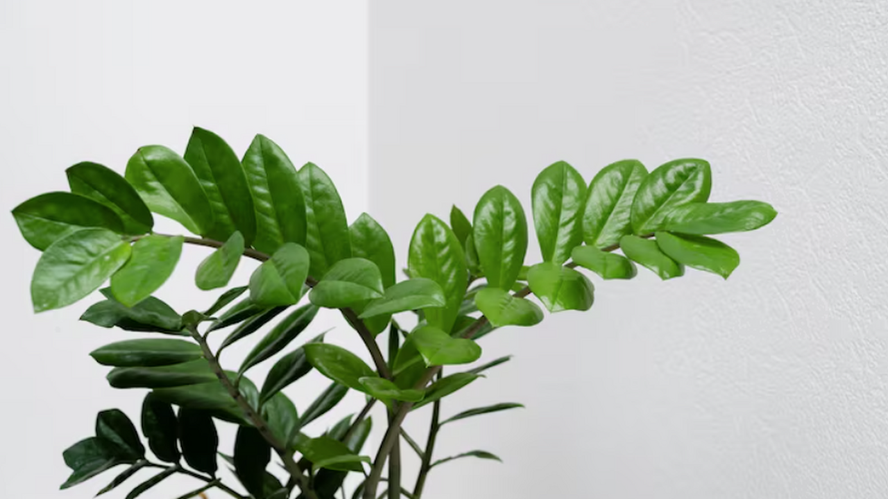 Как реанимировать замиокулькас: почему желтеют ...