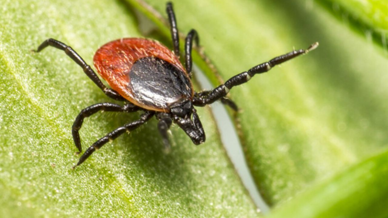 С начала текущего сезона в Самарской области за...