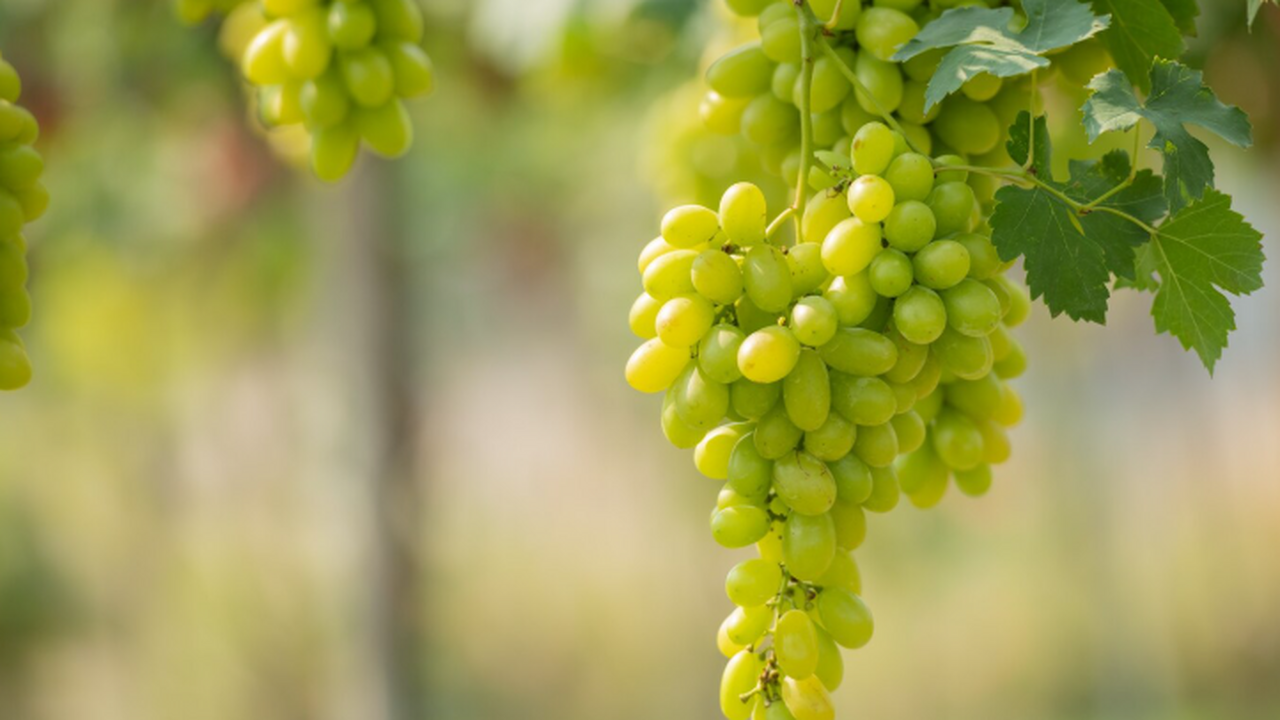 Палеогенетики, исследовавшие геномы древних сор...