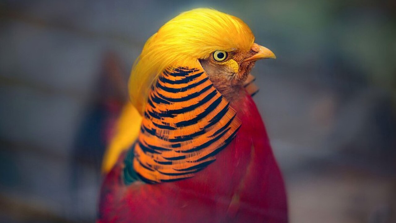 Золотистые фазаны (Chrysolophus pictus) и фазан...