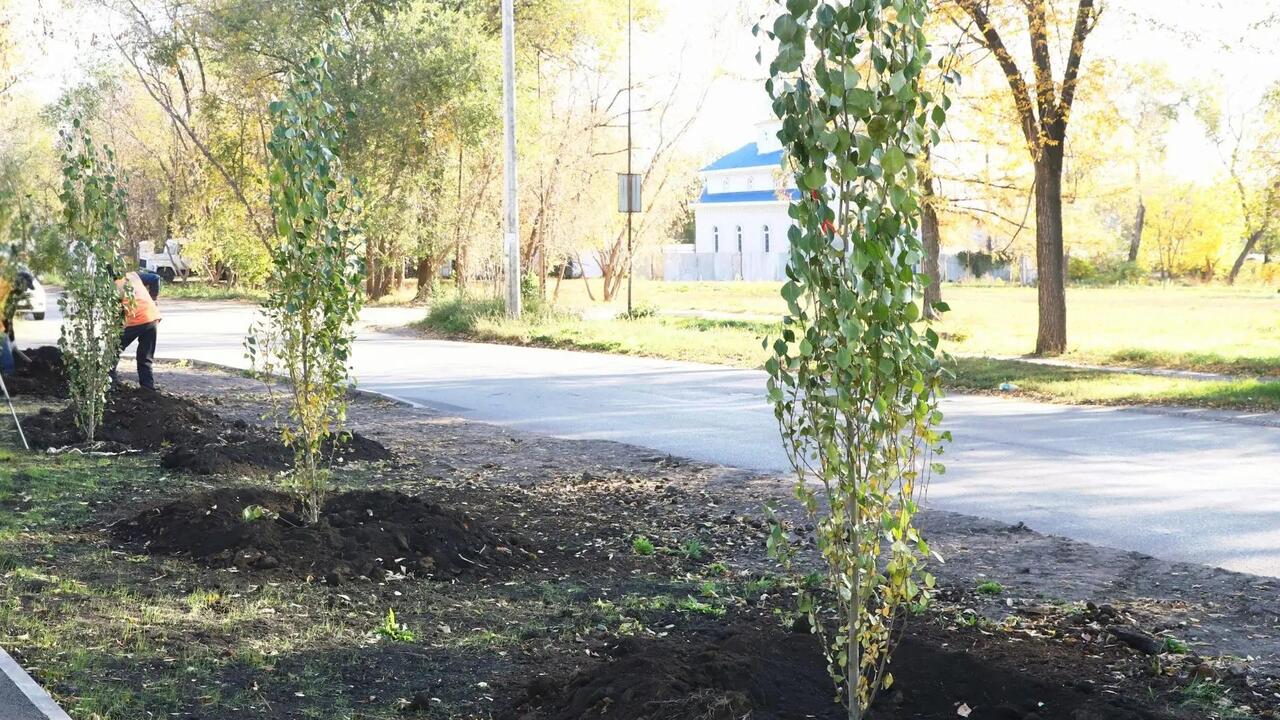 В Самаре планируют высадить более 1600 деревьев...