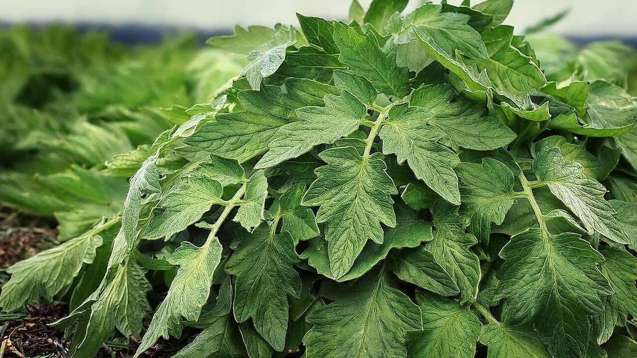 В ней содержится множество полезных микроэлемен...