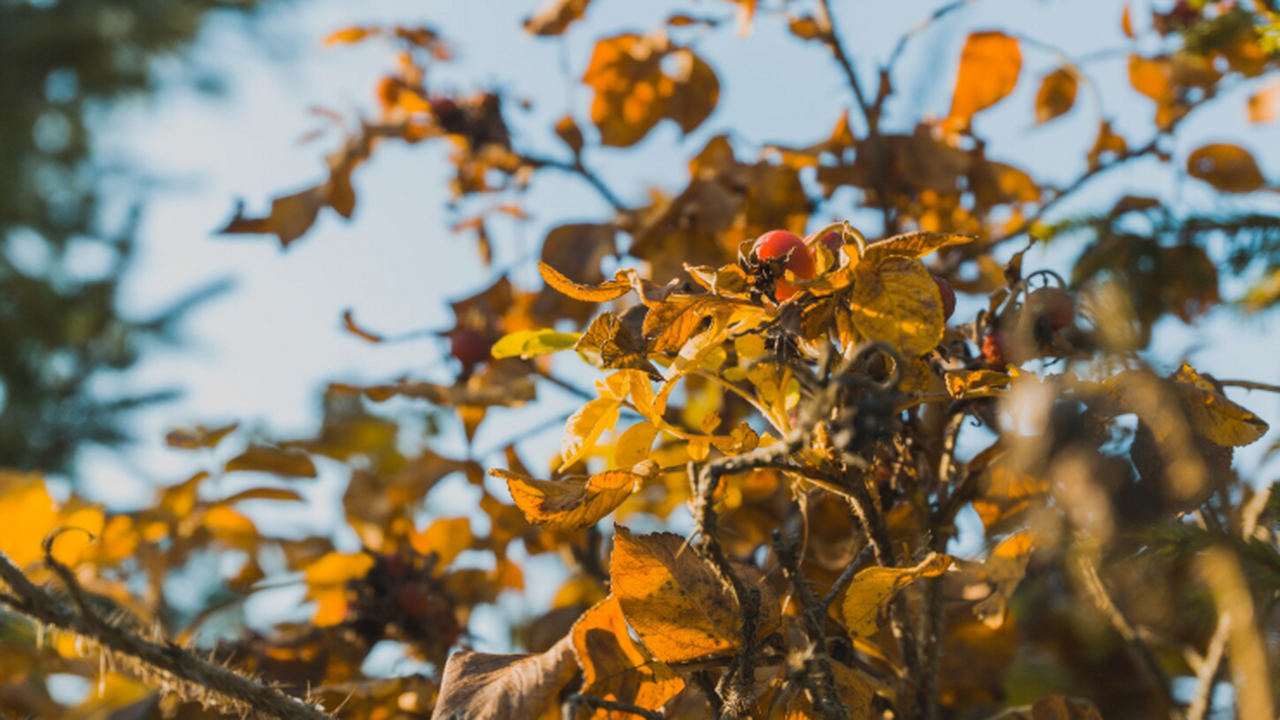 Кидаю осенью под деревья это — весной нет ни парши, ни морозобоин Октябрьский секрет здоровья сада: древесная зол...
