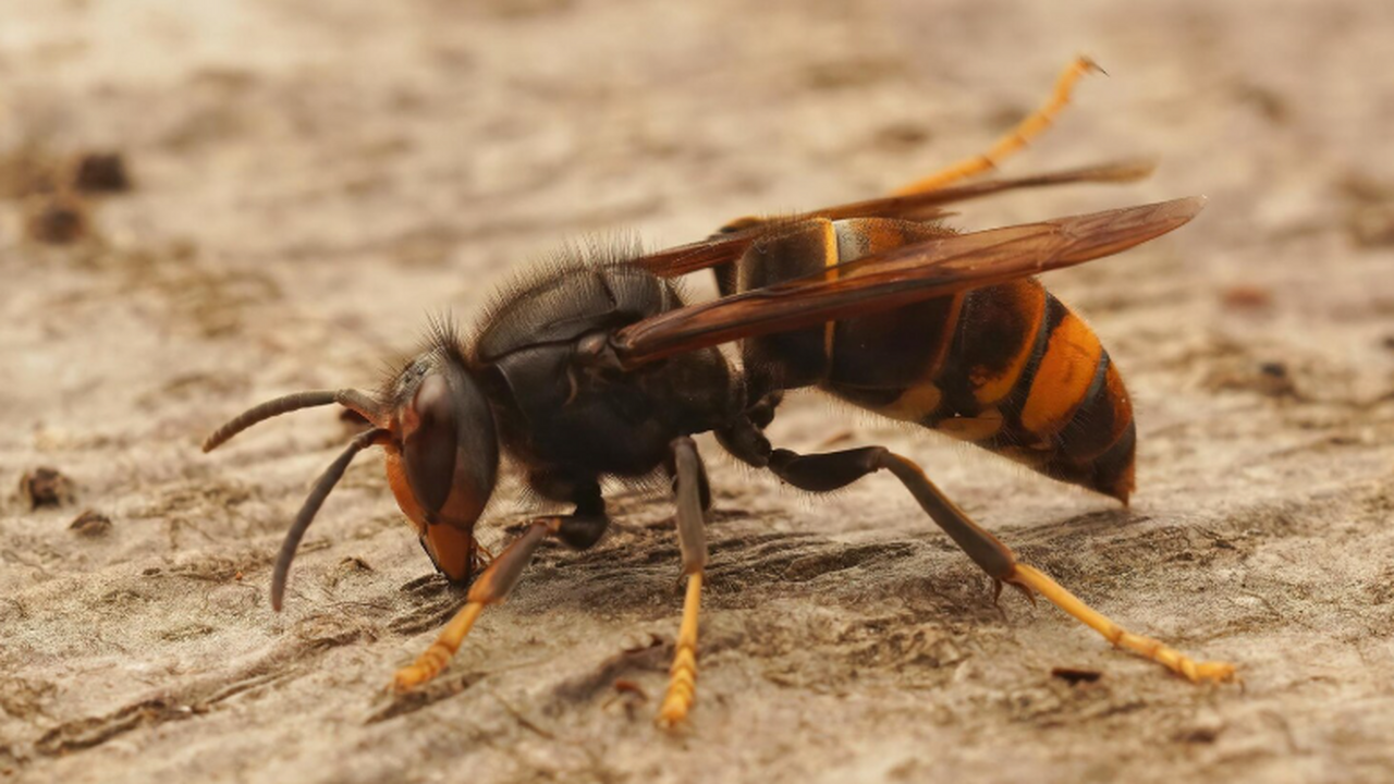 Старость отменяется: ученые раскрыли большой секрет личинок осы – PNAS Учёные из Лестерского университета обнаружили, ...