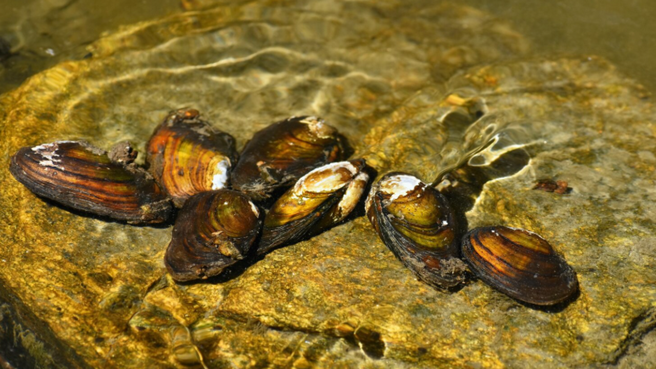 Зоологи открыли новое надсемейство Chudoidea, в...