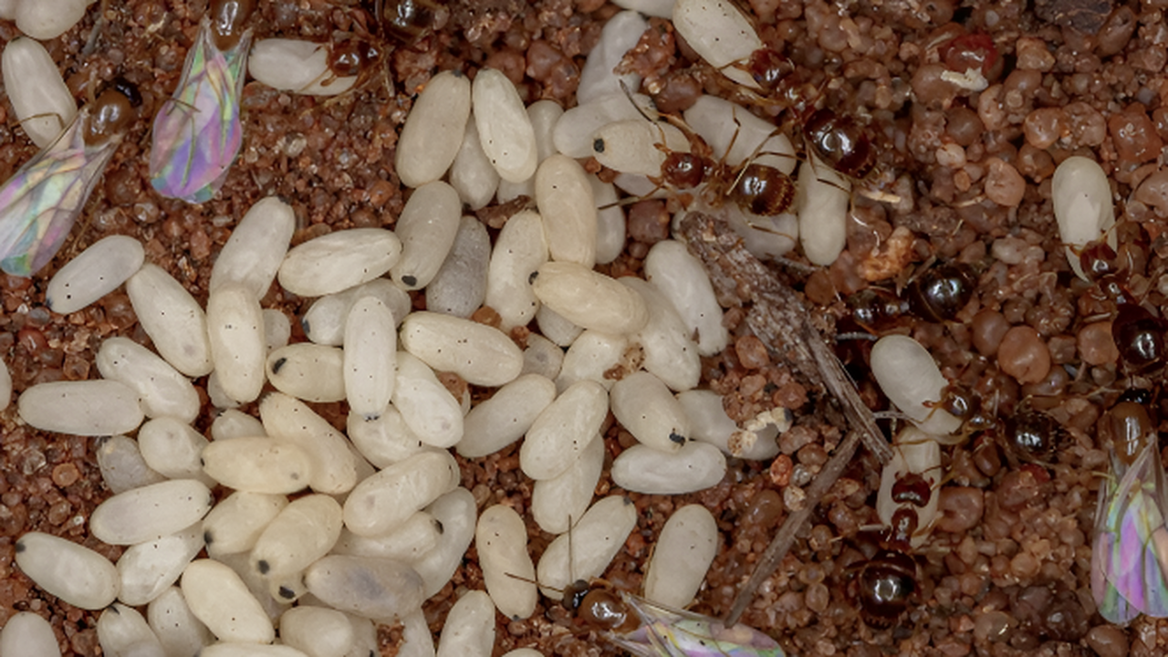 Навсегда забудьте о жучках в крупах: закопайте ...