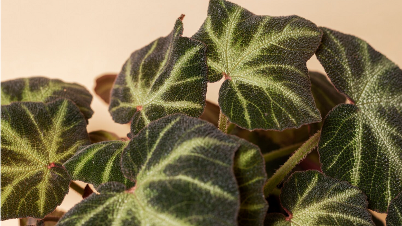 Растение-паразит рода Balanophora, схожее с гри...