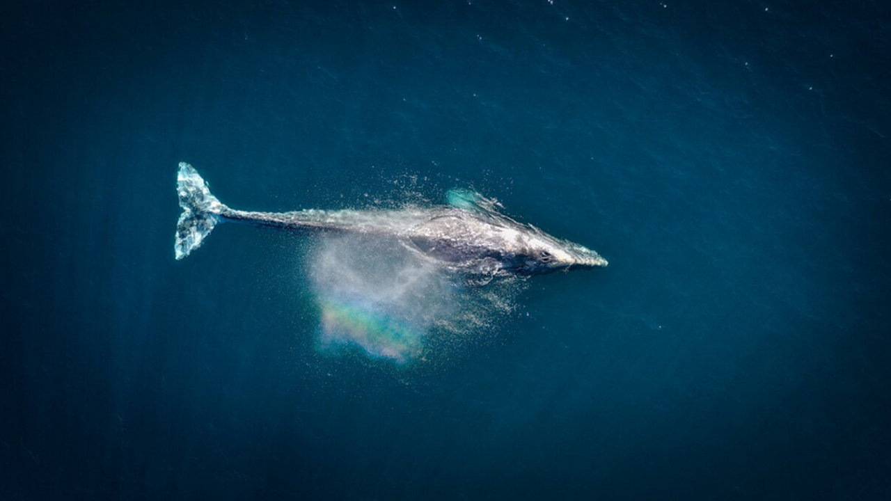 Палеонтологи из Университета Отаго значительно ...