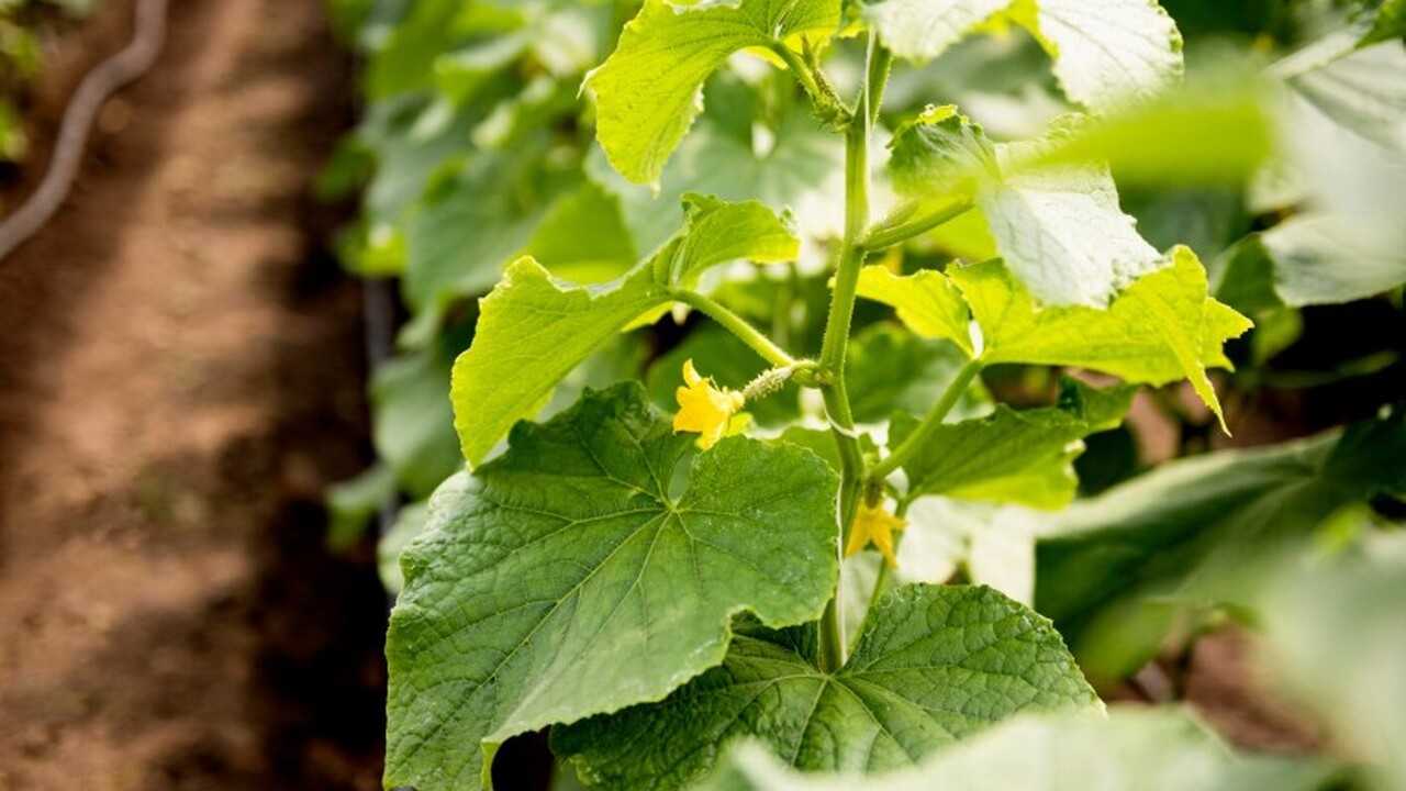 Не все разновидности огурцов пригодны для выращ...