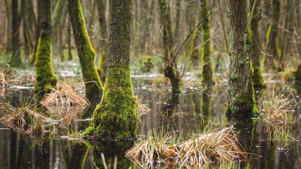 В Бразилии обнаружили древнейшее косоротое существо возрастом 275 млн лет В Бразилии ученые-палеонтологи сделали важное о...