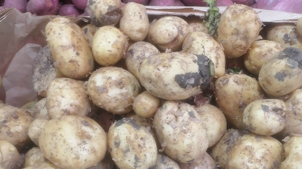 Выращивание раннего картофеля в средней полосе ...