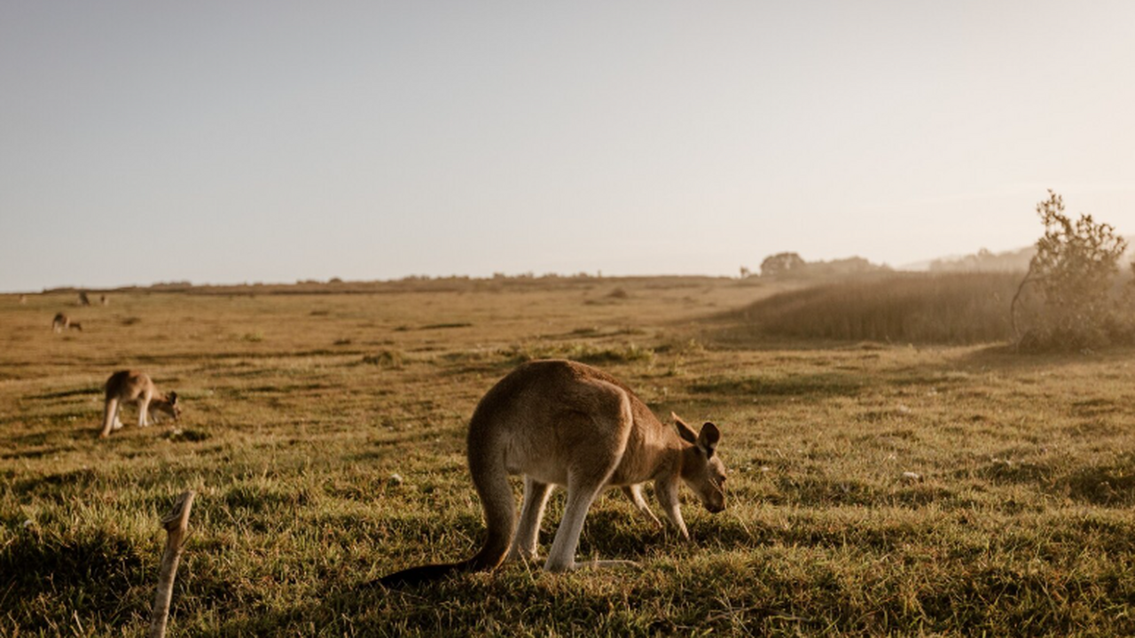 В Австралии продолжается самый длительный в мир...