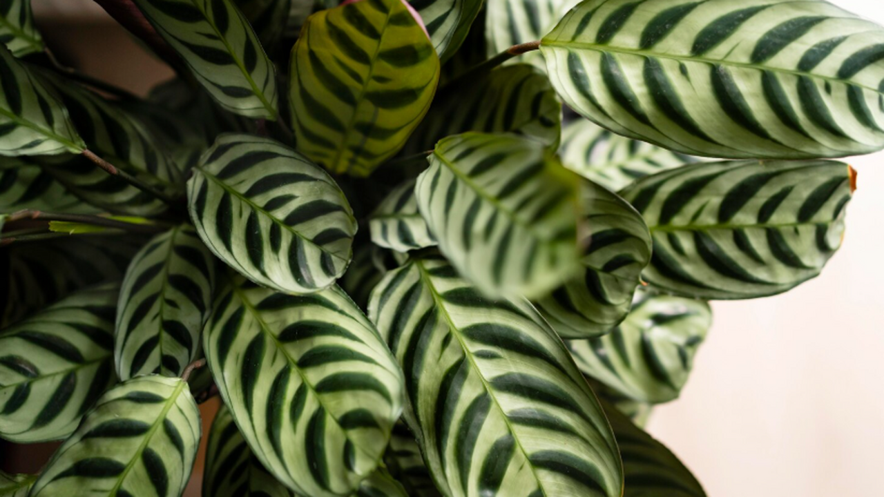 2:1:2 — простое удобрение для замиокулькаса: зимой лучше любого «лекарства» Удобрение замиокулькаса: NPK-формула, народные ...