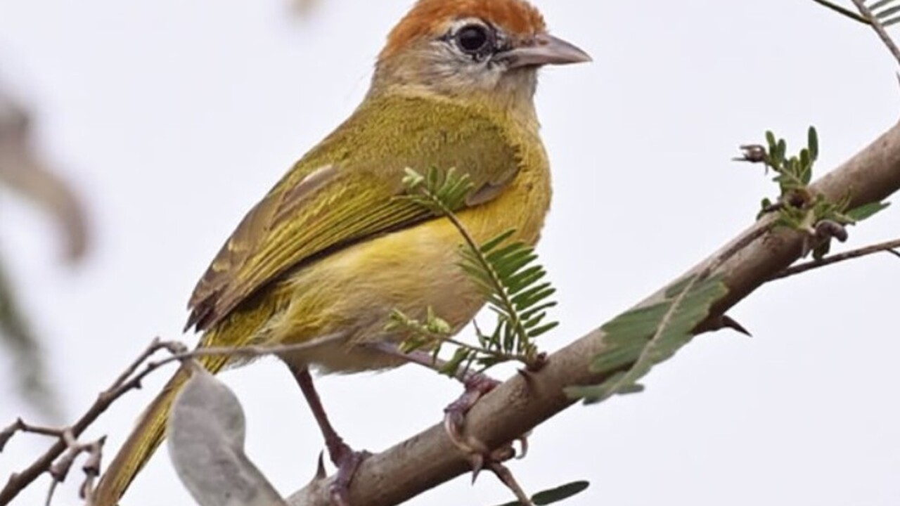 В ходе орнитологических исследований в боливийс...