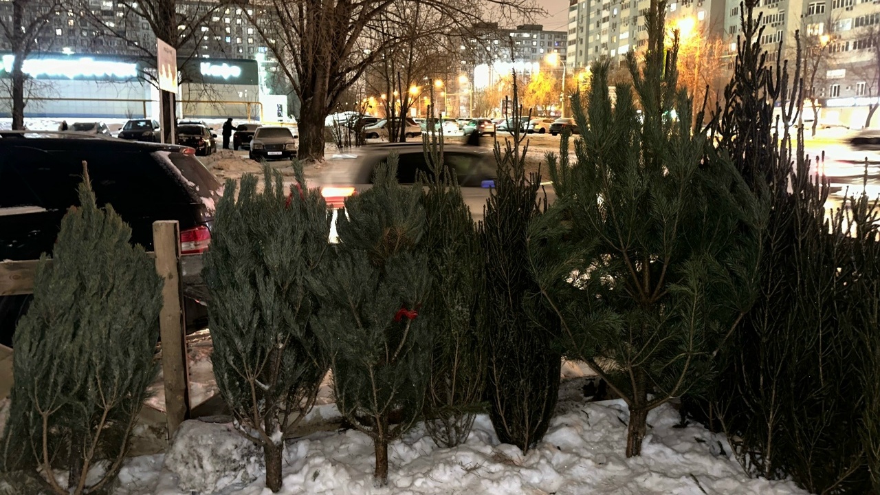 "Хотели елку, а получите штраф до 500 тысяч рублей": как не испортить себе праздник и не потерять приличную сумму денег Как законно купить новогоднюю ёлку и избежать ш...