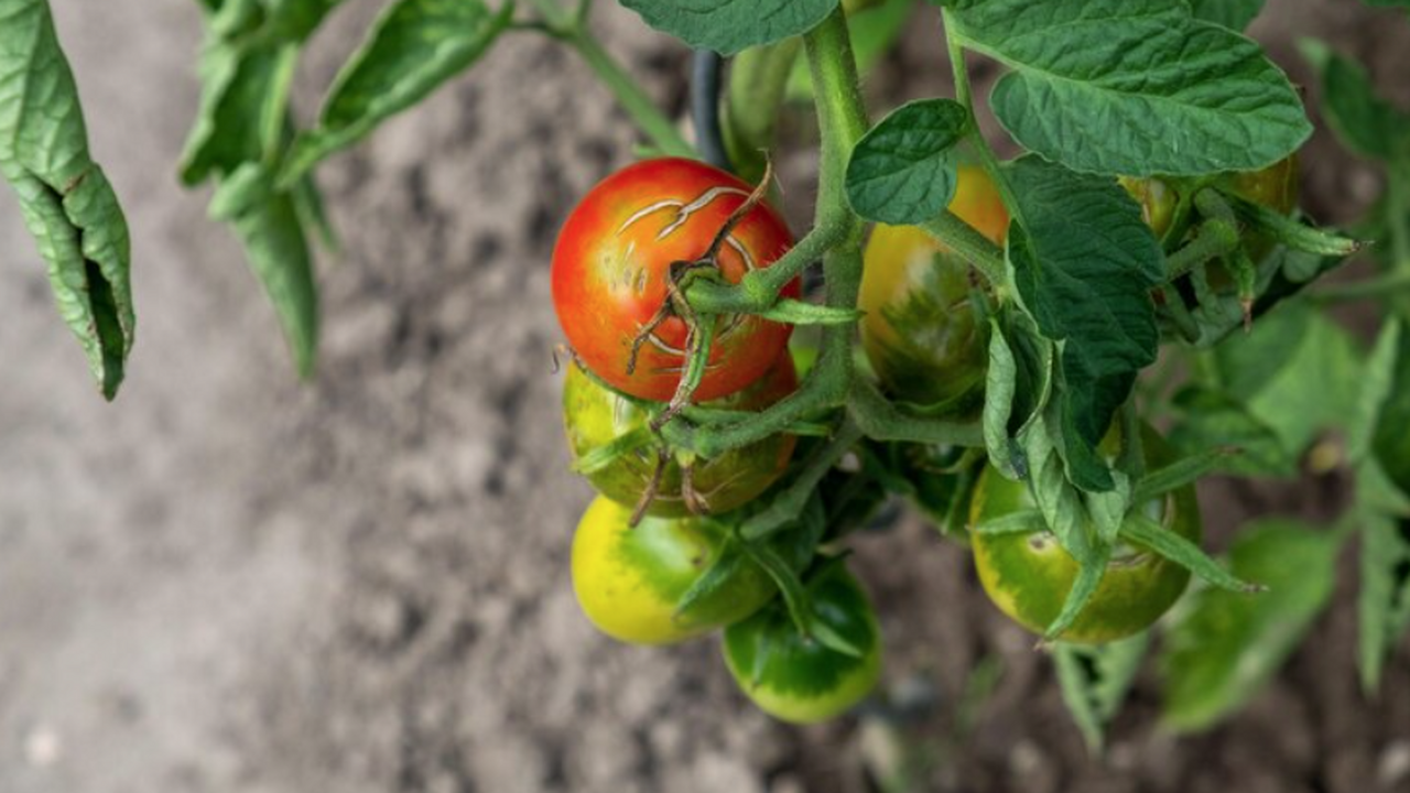 После 15 апреля томатам - обязательно: 1 ложка под корень - и рассада как молодой лес, толстая и коренастая Монофосфат калия для рассады томатов: секретное...