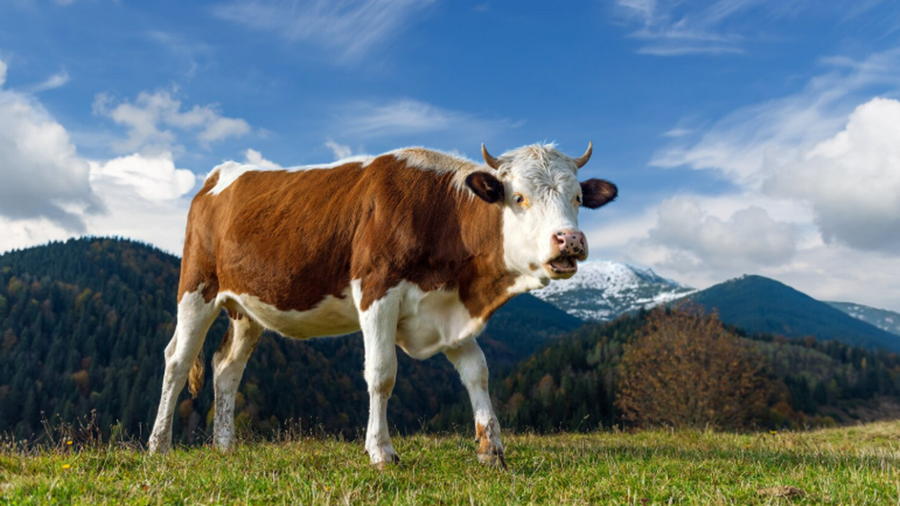 Четыре села закрыли на карантин из-за бешенства в Самарской области В четырех сельских поселениях Самарской области...