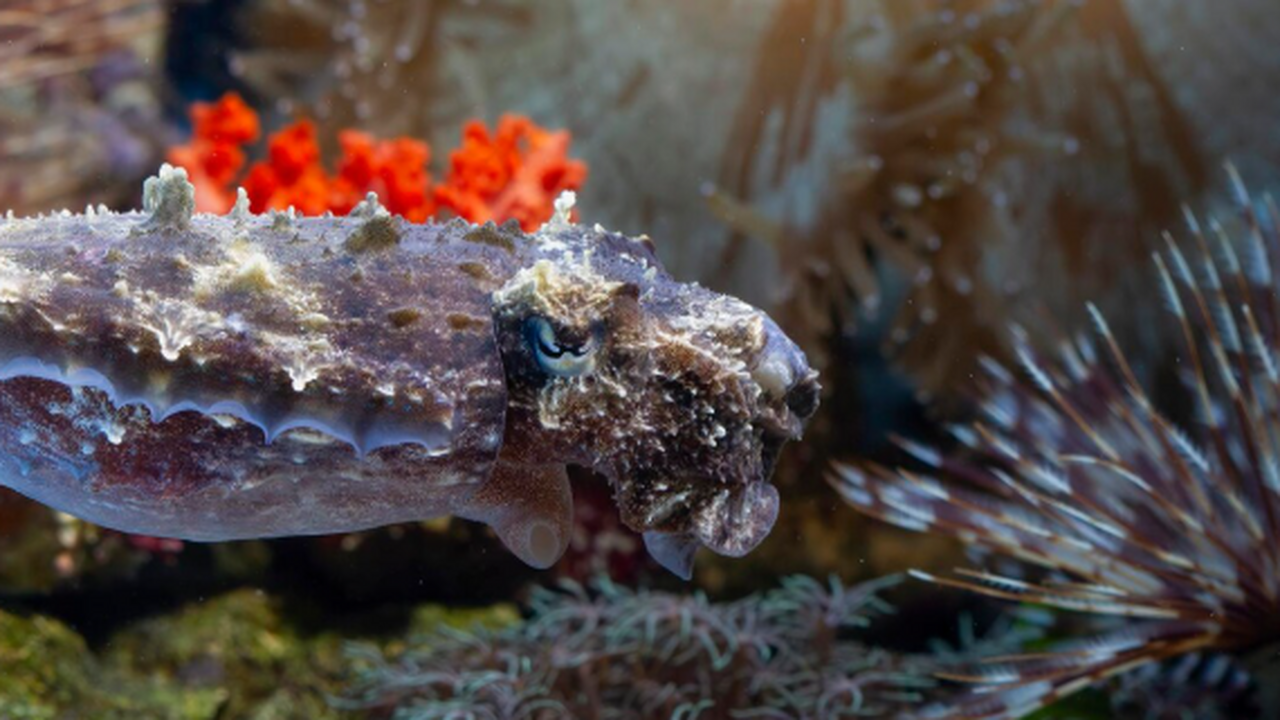 В июне 2025 года Япония провела масштабную межд...