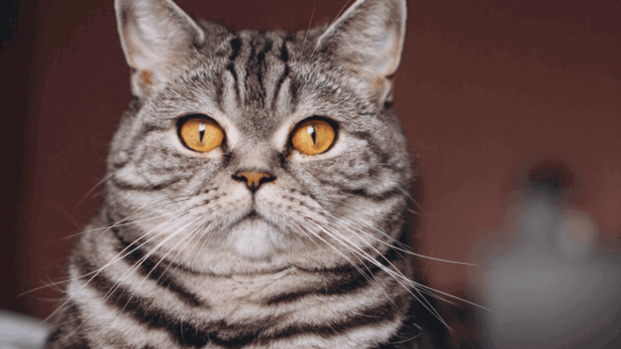 Владельцы домашних животных все чаще обращаются...