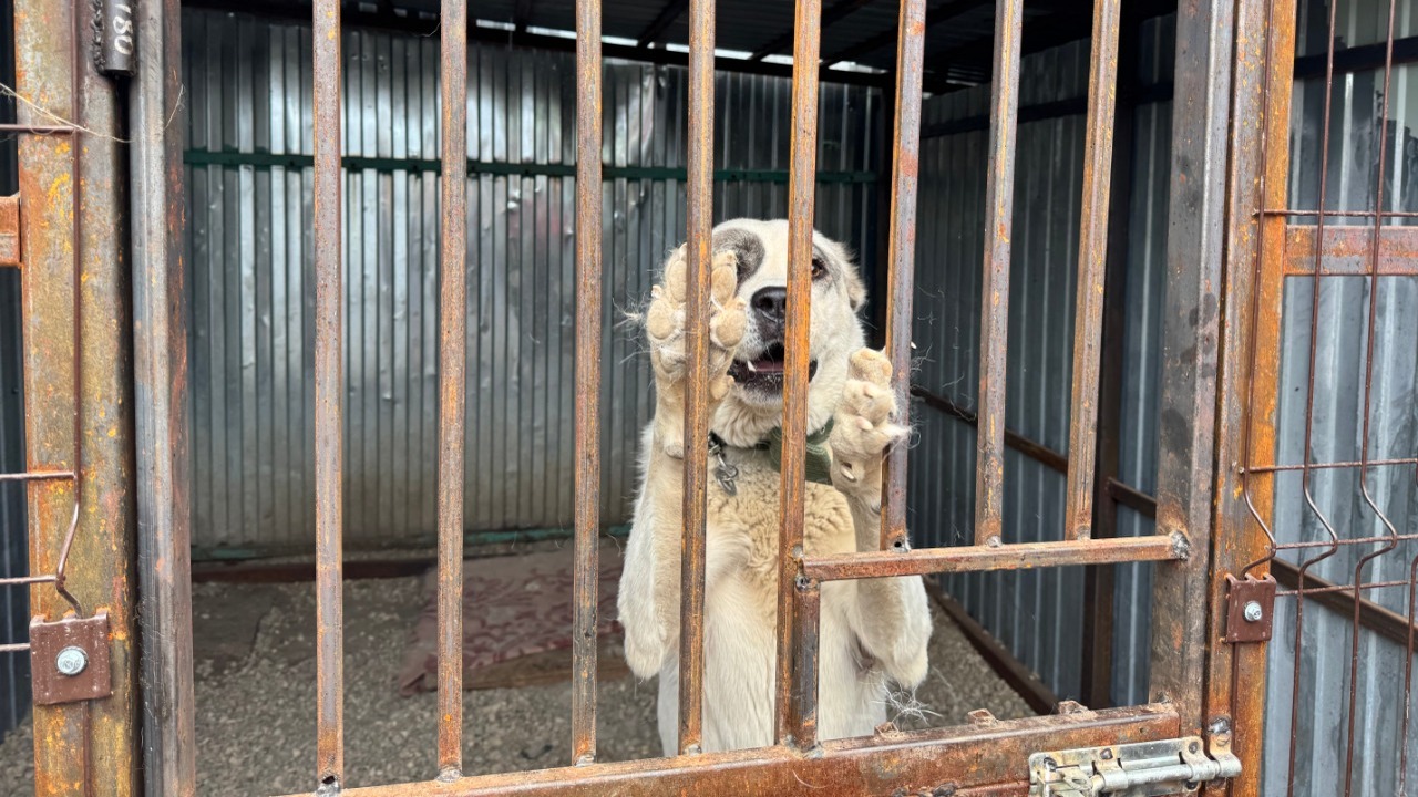 «Мы в ответе за тех, кого приручили» – известна...