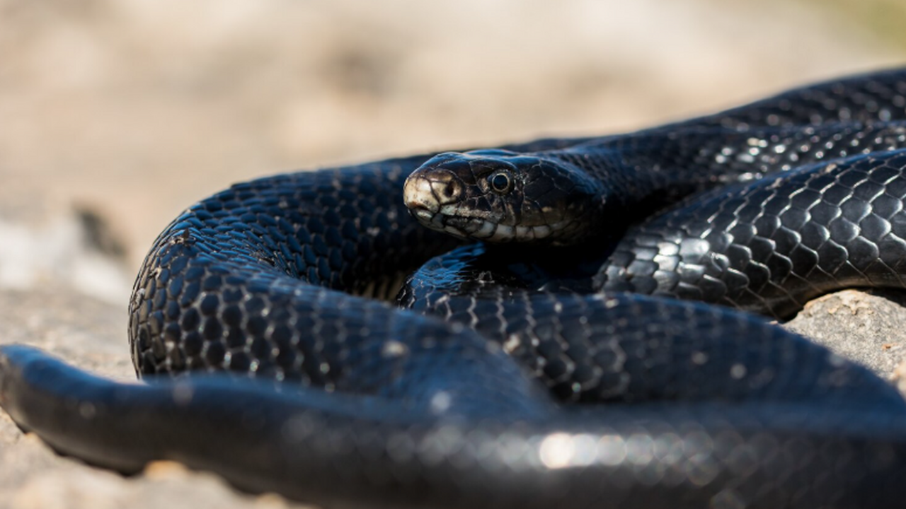 Группа исследователей из Университета Пондичерр...