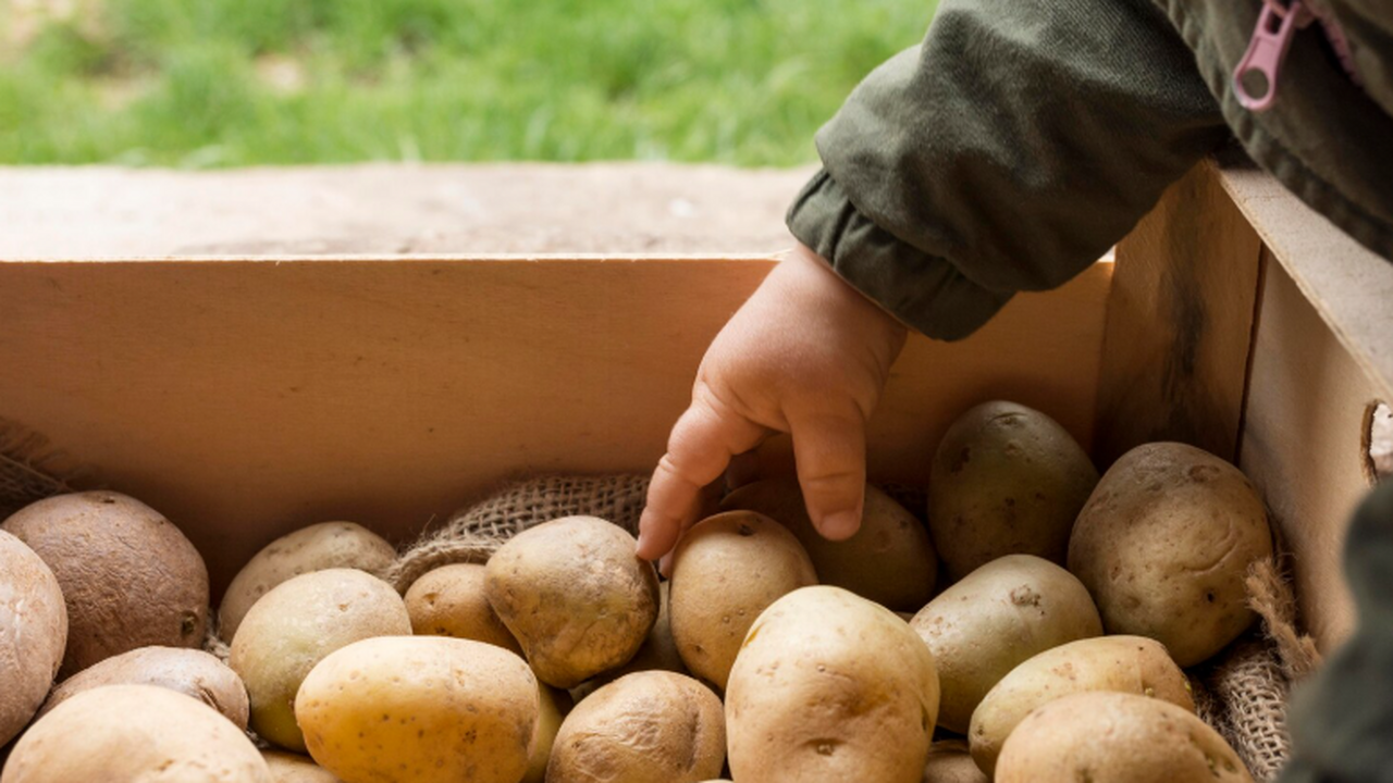 Если вам кажется, что без подвала картошка быст...