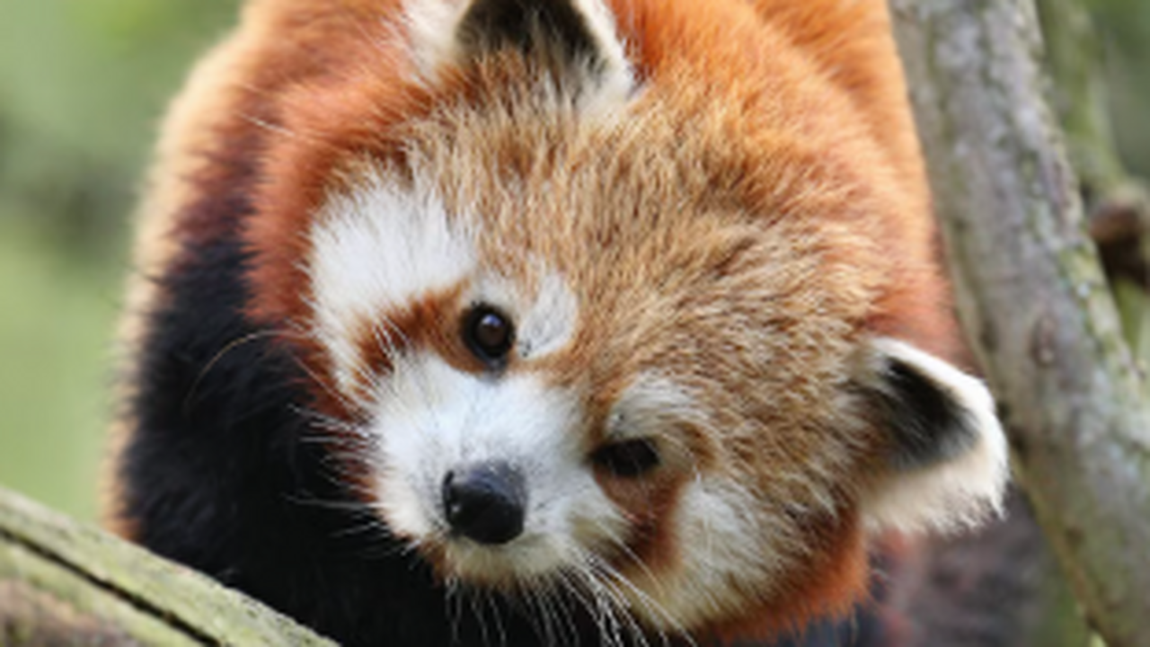 С 1 июня 2026 года национальный парк "Самарская...